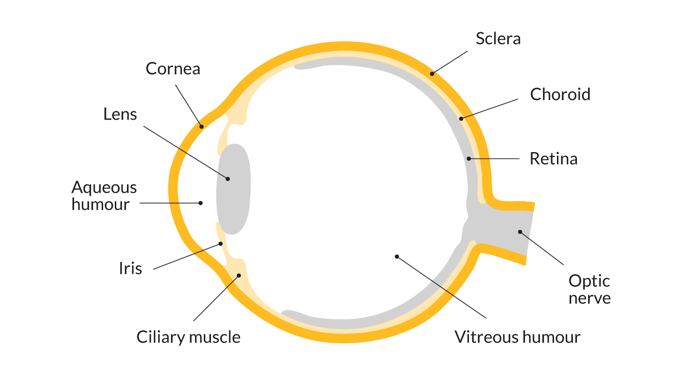 How do the eyes work? Parts of the eye | Sightsavers